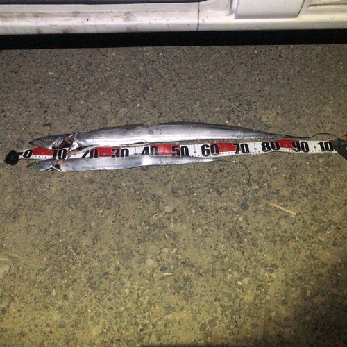 タチウオの釣果