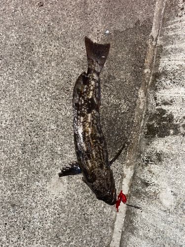 アイナメの釣果