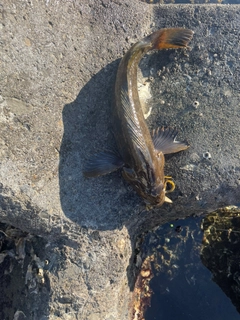 アイナメの釣果