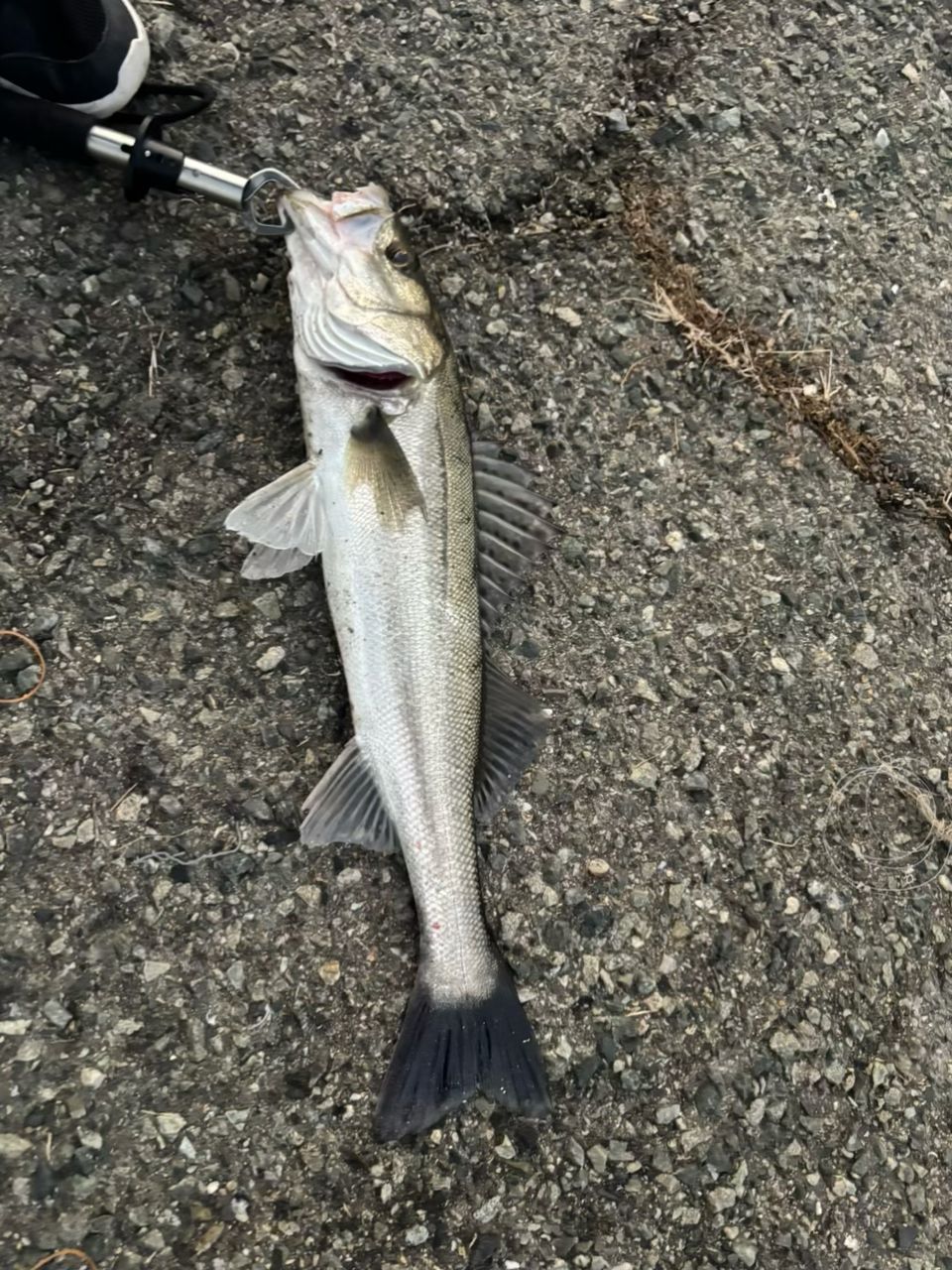 ✨ 福岡アングラー✨ 福岡県 の釣行 - アングラーズ | 釣果600万件の魚釣り情報サイト