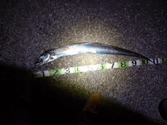 タチウオの釣果