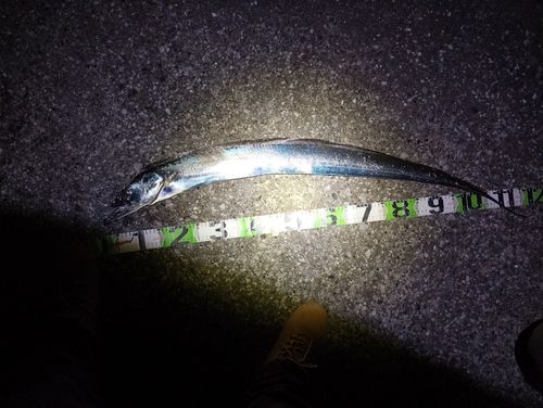 タチウオの釣果