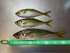マアジの釣果