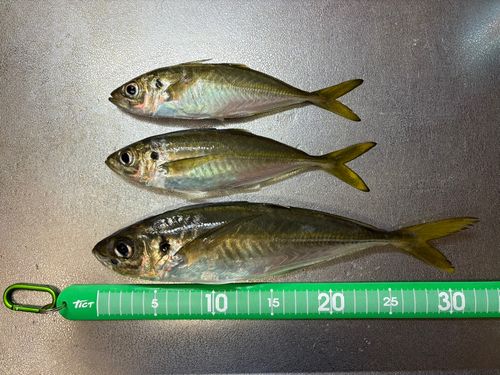 マアジの釣果