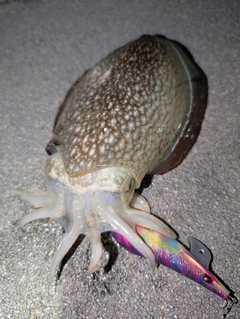 シリヤケイカの釣果