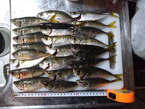 マアジの釣果