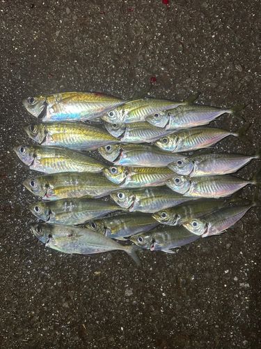アジの釣果