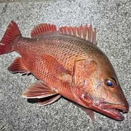 マングローブジャック