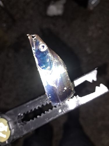 タチウオの釣果