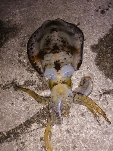 アオリイカの釣果