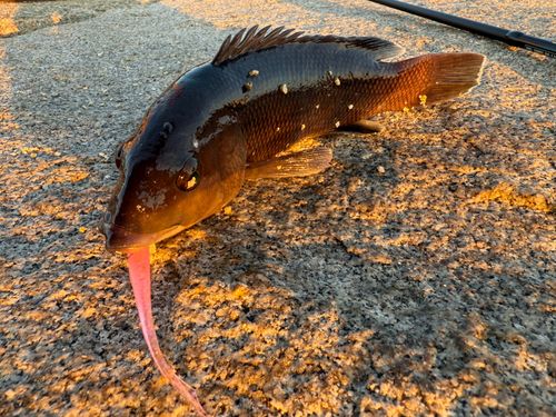 コブダイの釣果