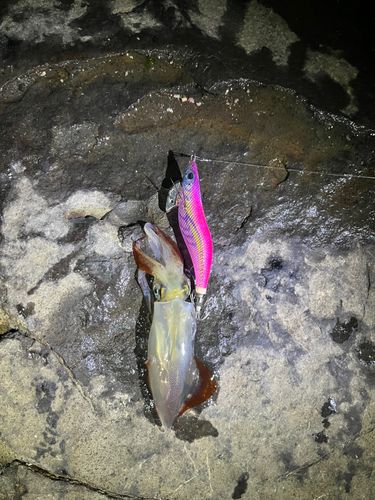 ケンサキイカの釣果