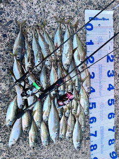 アジの釣果