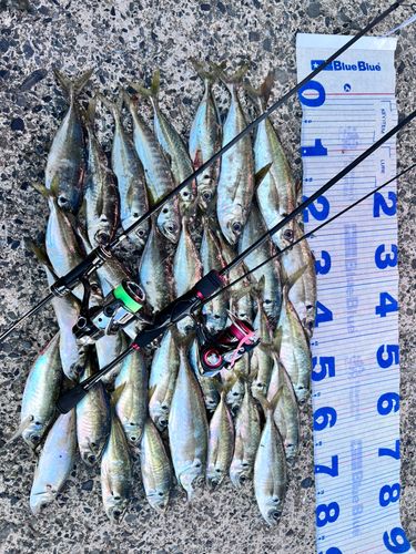 アジの釣果