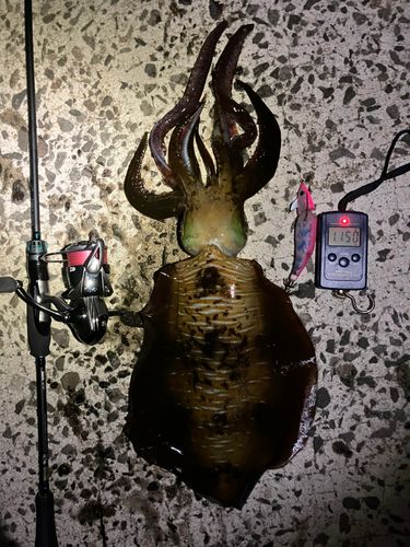 アオリイカの釣果