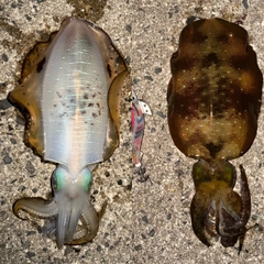 アオリイカの釣果
