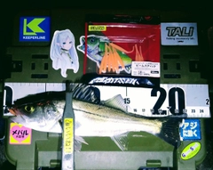 シーバスの釣果