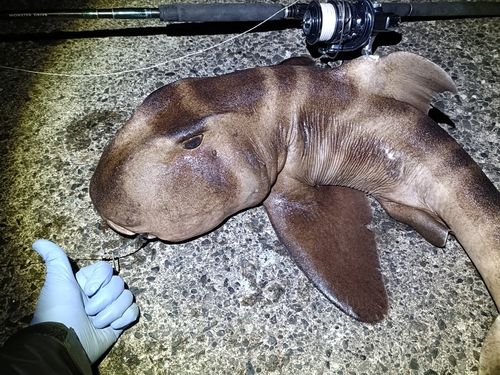 ネコザメの釣果