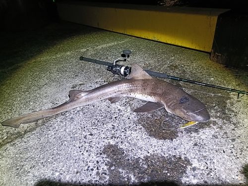 ドチザメの釣果