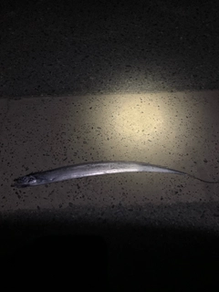 タチウオの釣果