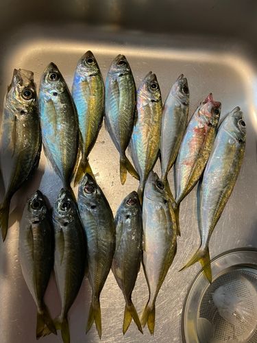 アジの釣果