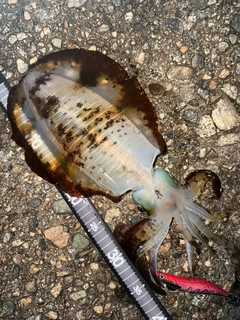 アオリイカの釣果