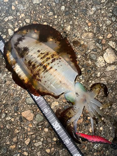 アオリイカの釣果