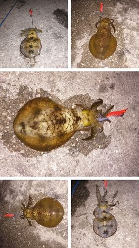 アオリイカの釣果