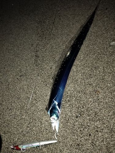 タチウオの釣果