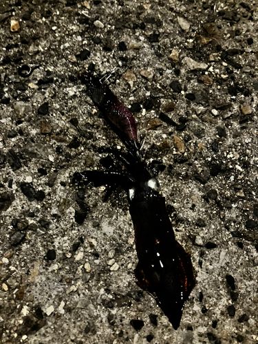 チイチイイカの釣果