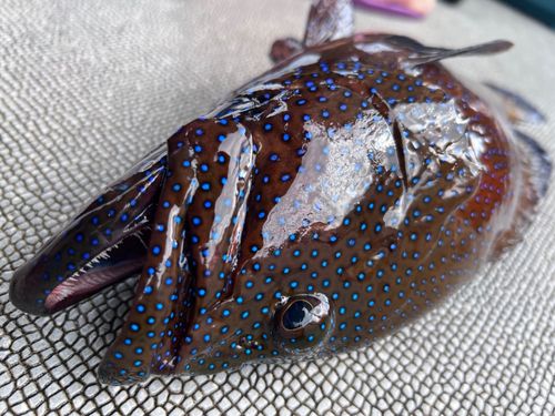 アオノメハタの釣果