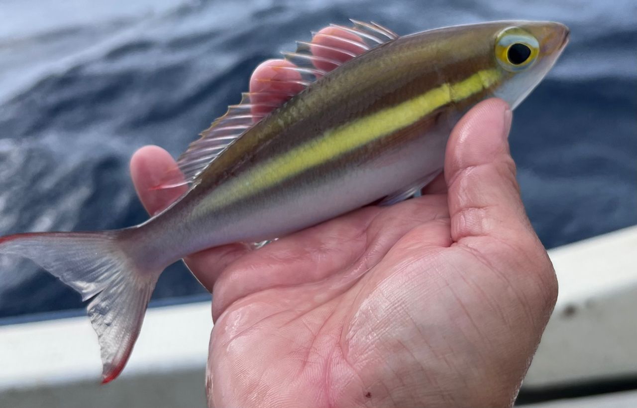 ジューマー(キツネウオ)