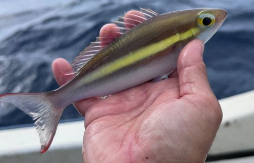 ジューマー(キツネウオ)の釣果