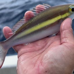 ジューマー(キツネウオ)