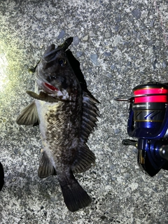 クロソイの釣果