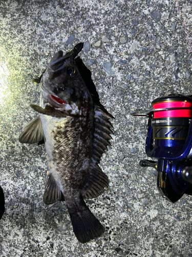 クロソイの釣果