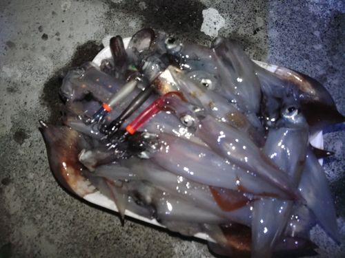 スルメイカの釣果