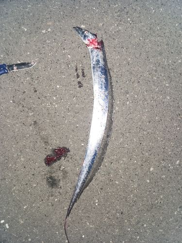 タチウオの釣果