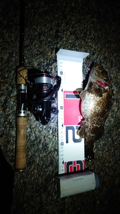 タケノコメバルの釣果