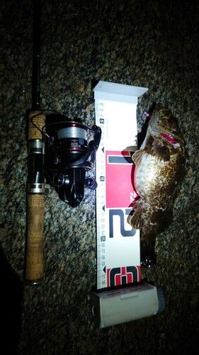 タケノコメバルの釣果