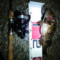 タケノコメバル