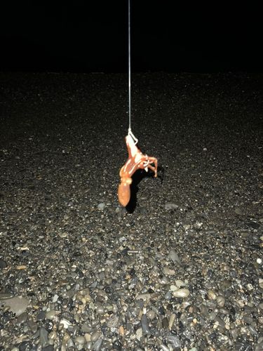 タコの釣果