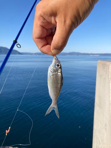クロサギの釣果