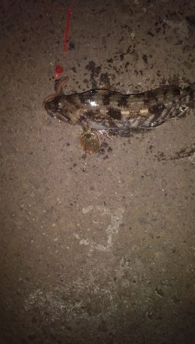 アイナメの釣果