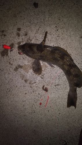 アイナメの釣果