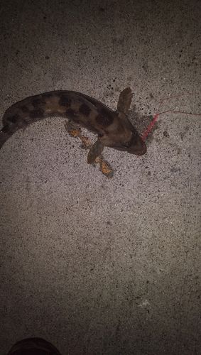 アイナメの釣果