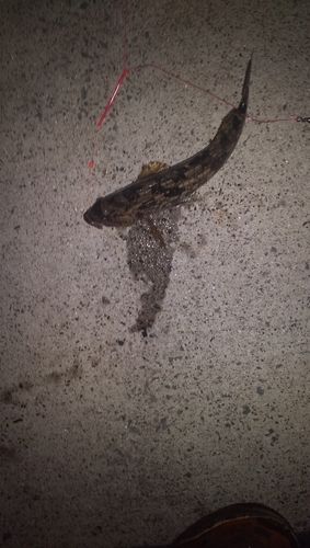 アイナメの釣果