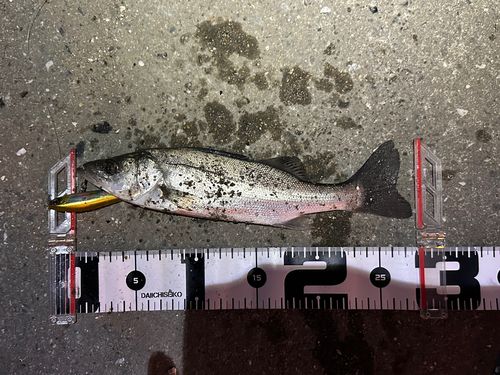 シーバスの釣果