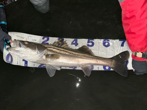 シーバスの釣果