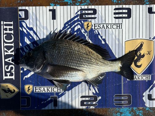 クロダイの釣果